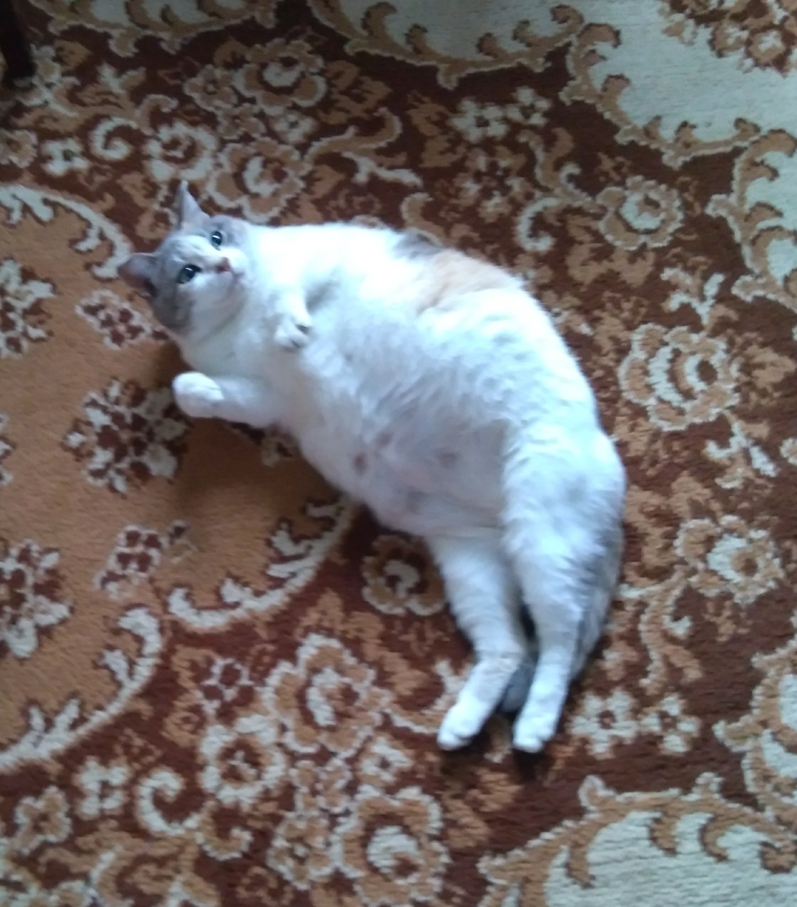 Ah!? Fine ... - My, Tricolor cat, Fatty, Pregnancy, Excess weight