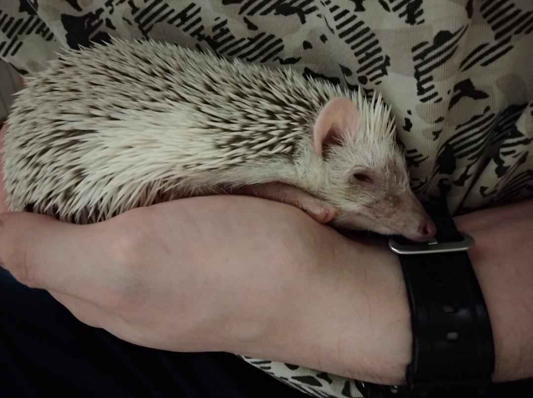 Hedgehog Arnold - My, African pygmy hedgehog, Hedgehog, Pets, Longpost