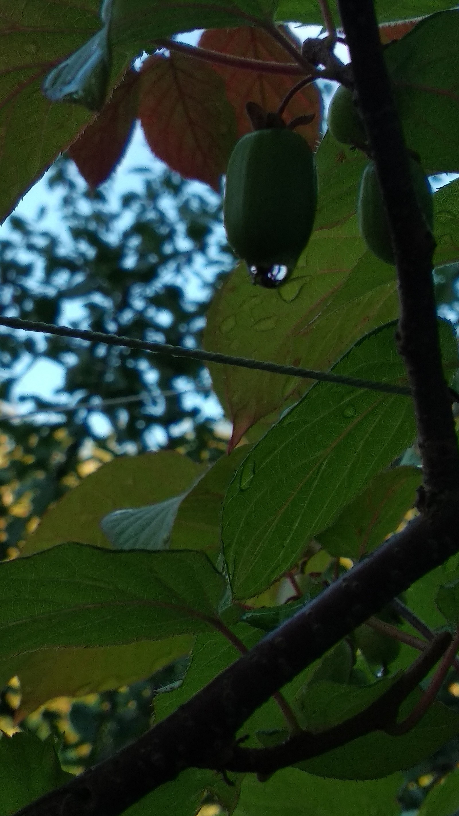 I wanted to take a picture of a cat, but somehow it didn’t work out. - My, Flowers, The photo, Apples, cat, Longpost