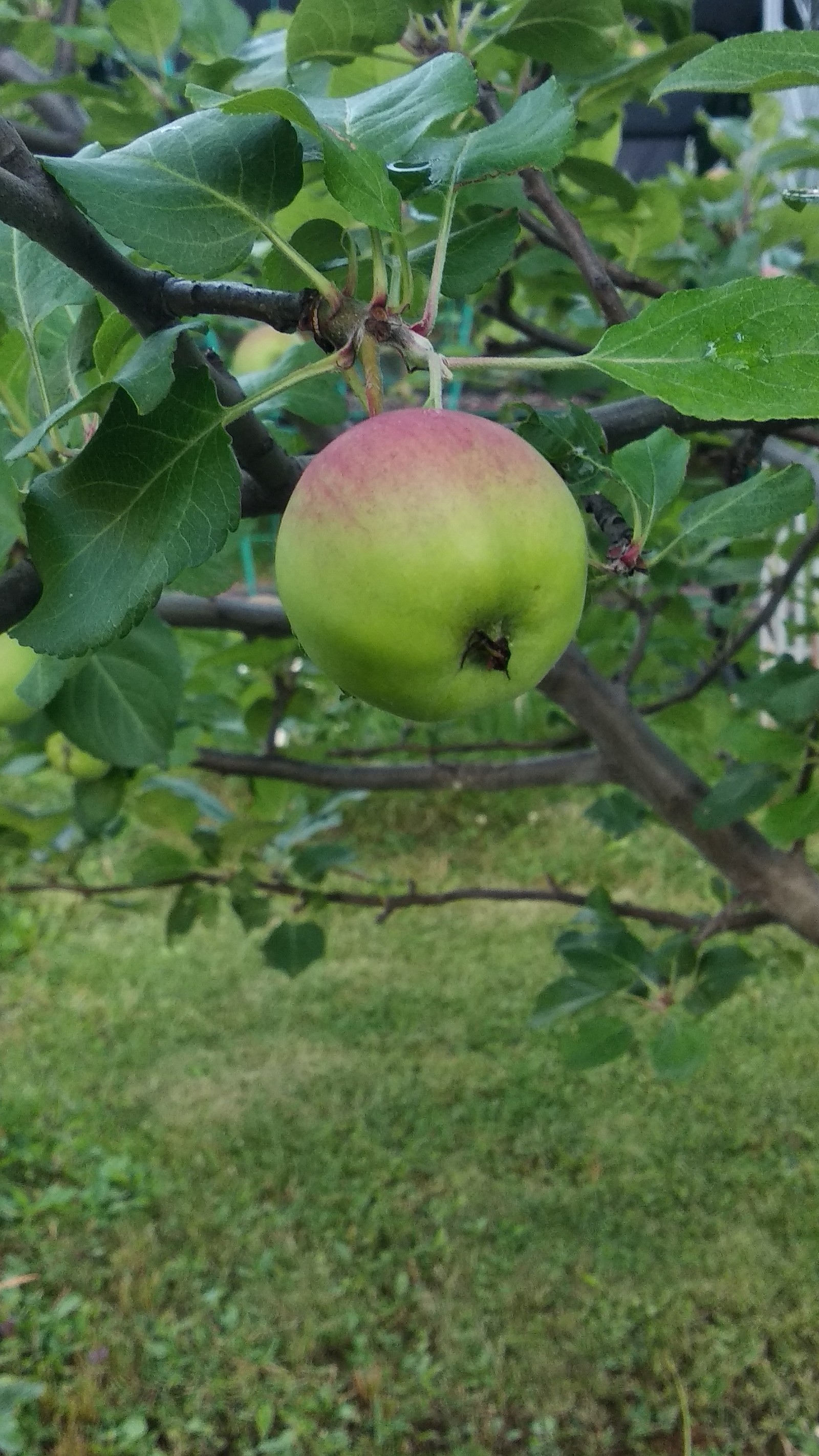 I wanted to take a picture of a cat, but somehow it didn’t work out. - My, Flowers, The photo, Apples, cat, Longpost