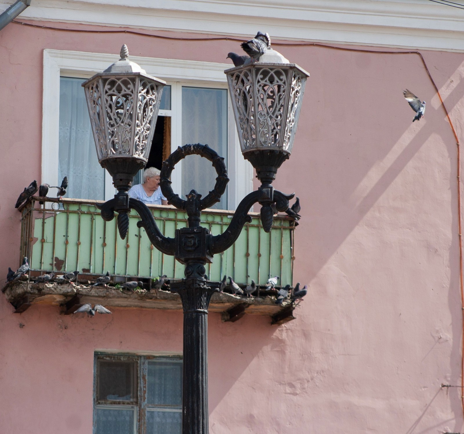 Pigeons in the province - My, Pigeon, House, Provinces, My, Longpost