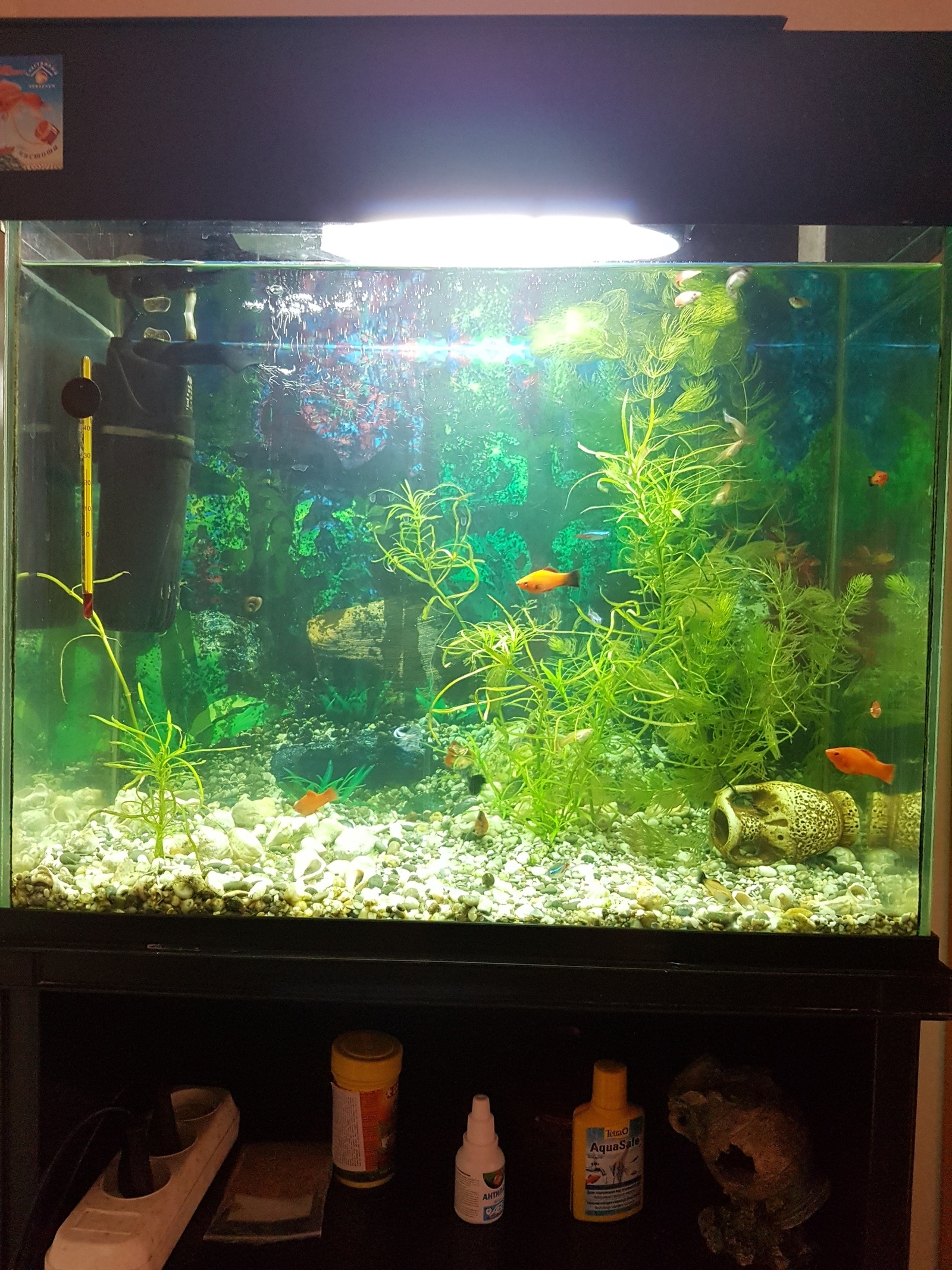 Little other world - My, Aquarium, Aquarium, Aquarium fish, Longpost