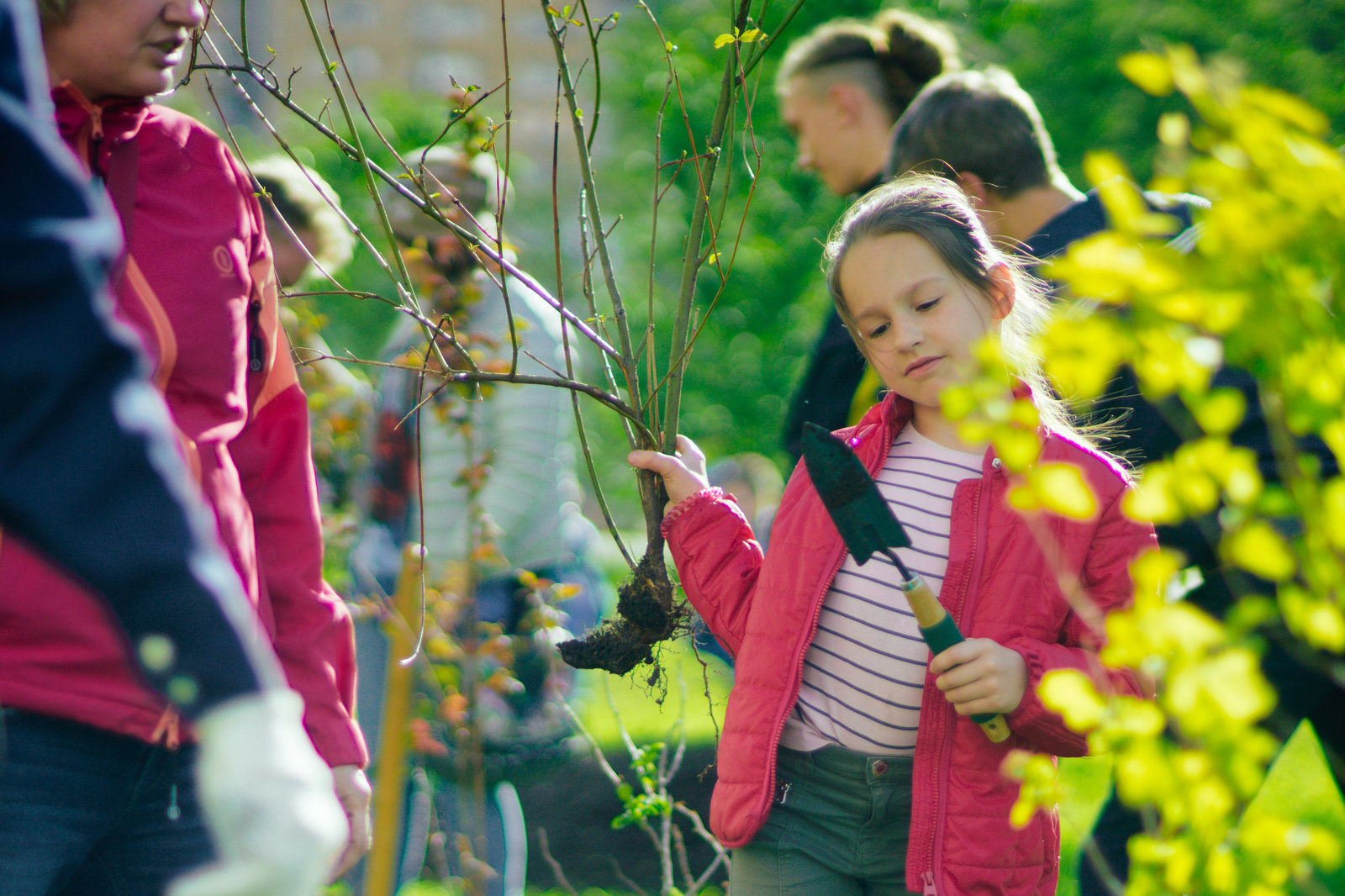 Touching photos from the collective planting of trees - My, Arkhangelsk, Tree, The photo, People, Society, Plants, Good, Happiness, Longpost, Kindness