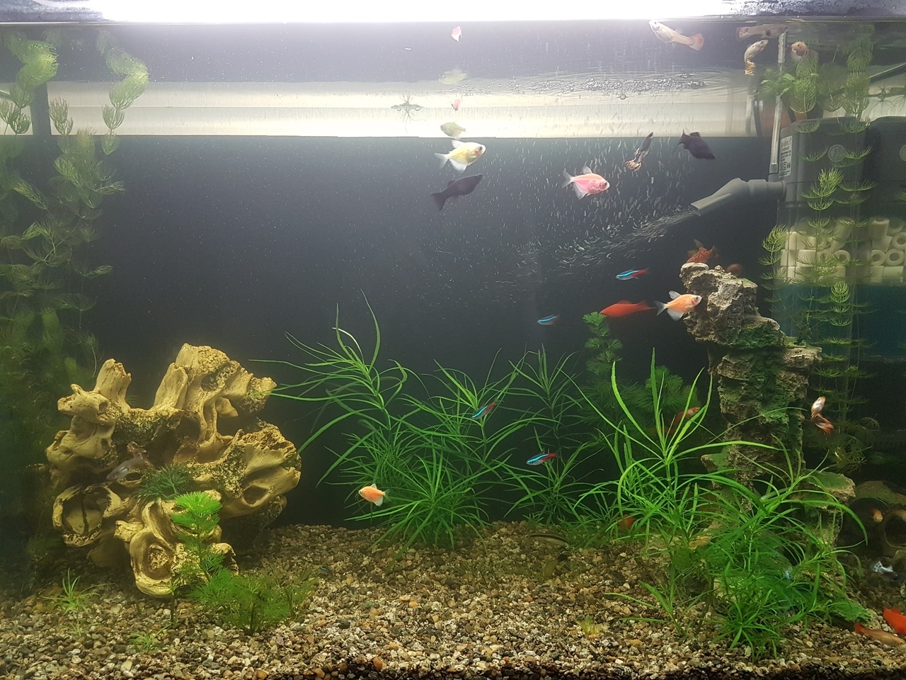 Little other world - My, Aquarium, Aquarium, Aquarium fish, Longpost