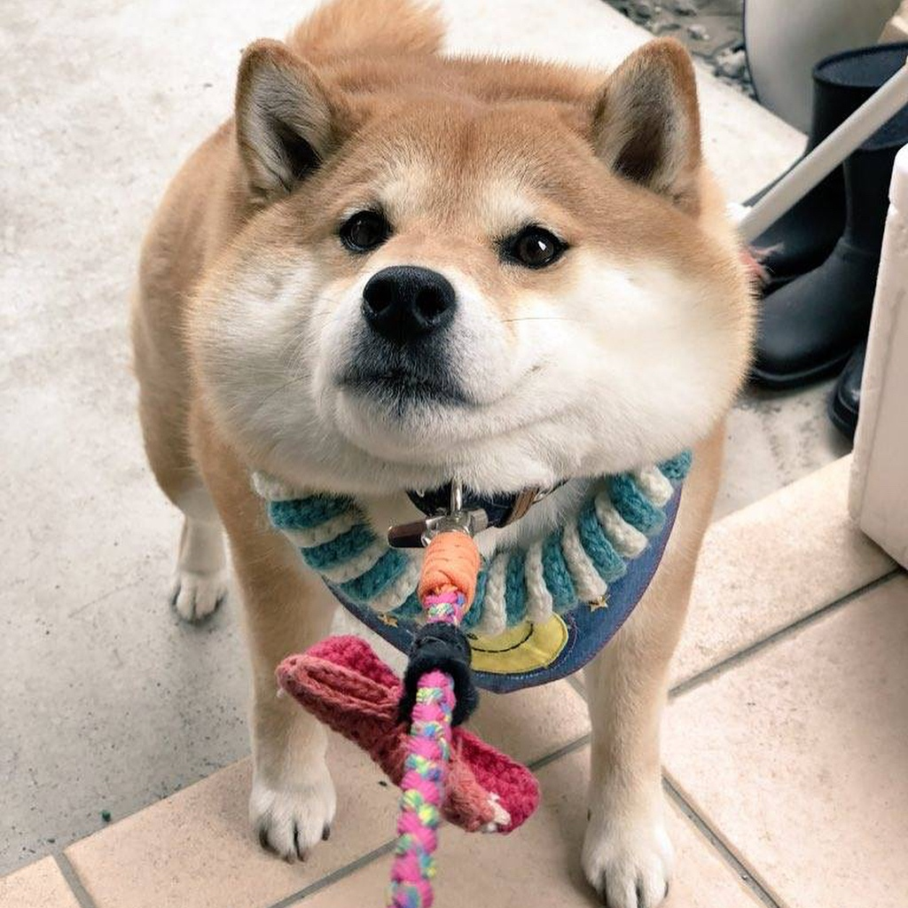 When you don't really like walking - Dog, Shiba Inu, Pet, Longpost, Pets