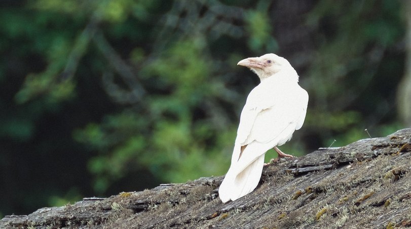 White crow - White crow, Crow, Birds