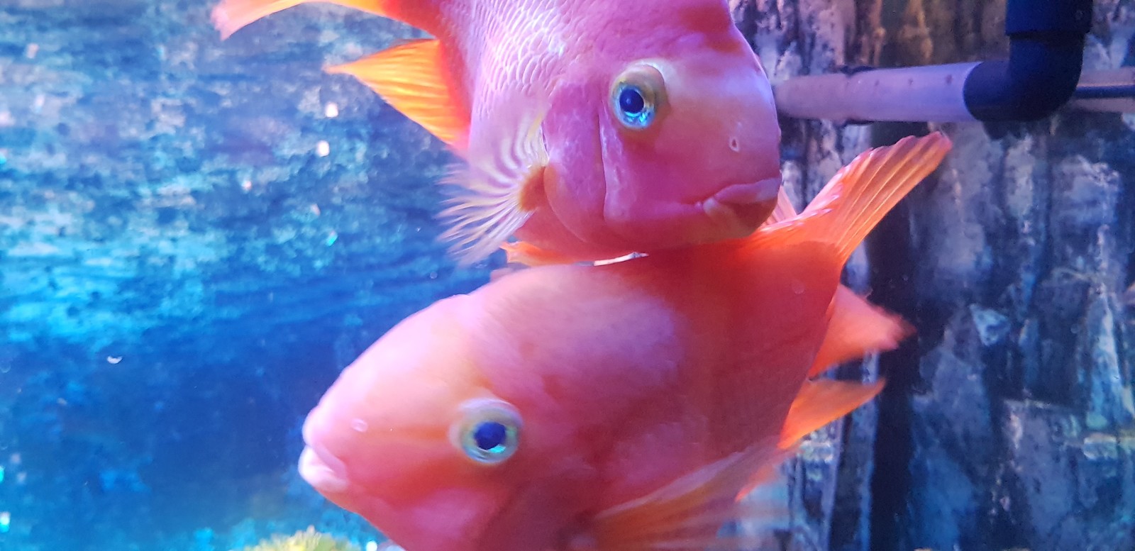 Reflection... - My, Aquarium, Aquarium, Hybrid, American cichlids