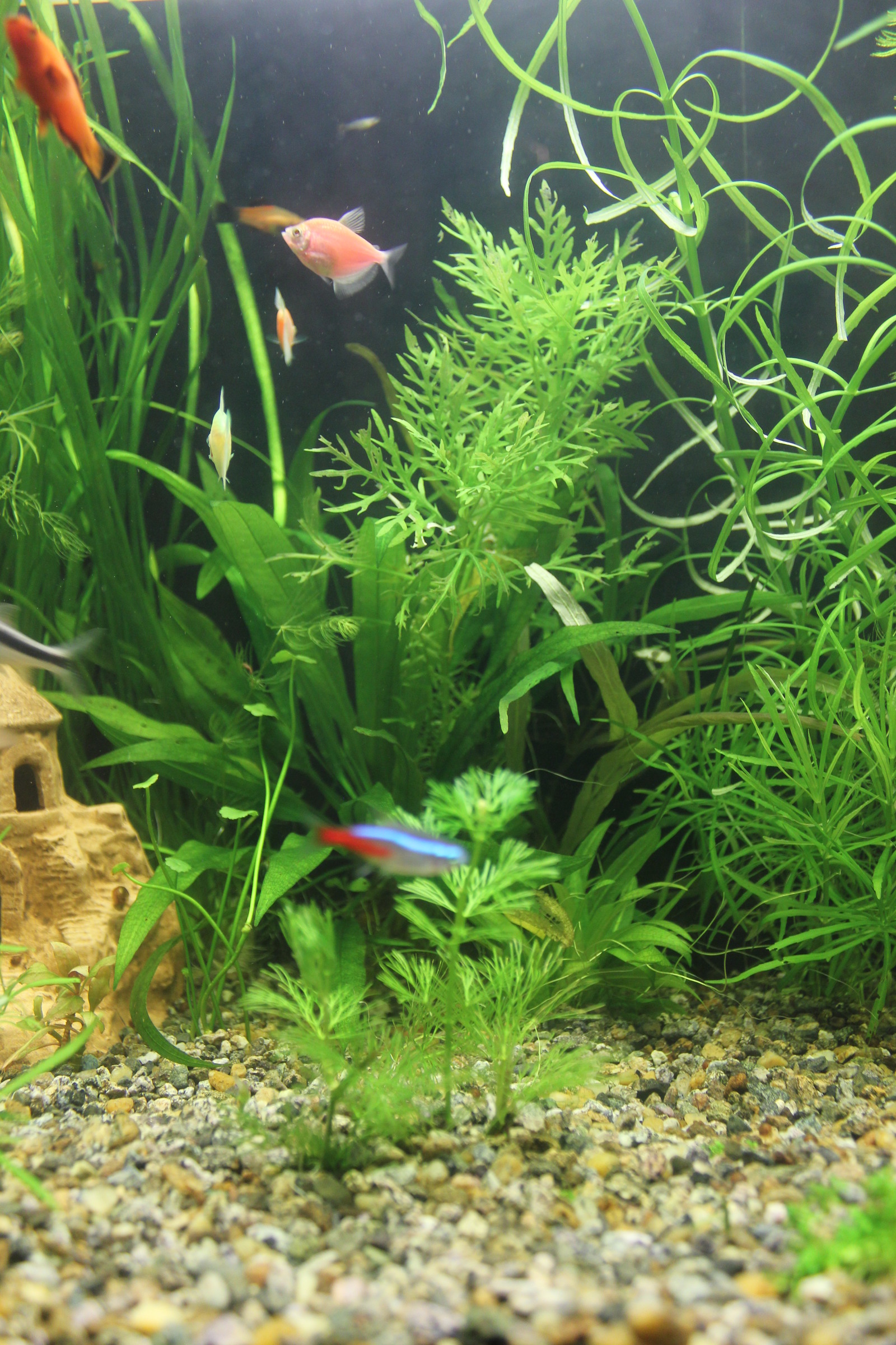 Little other world - My, Aquarium, Aquarium, Aquarium fish, Longpost