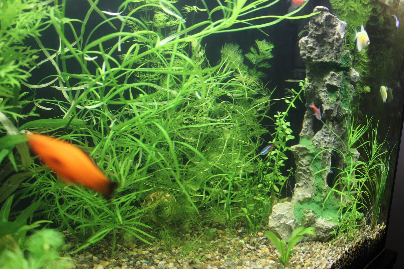 Little other world - My, Aquarium, Aquarium, Aquarium fish, Longpost