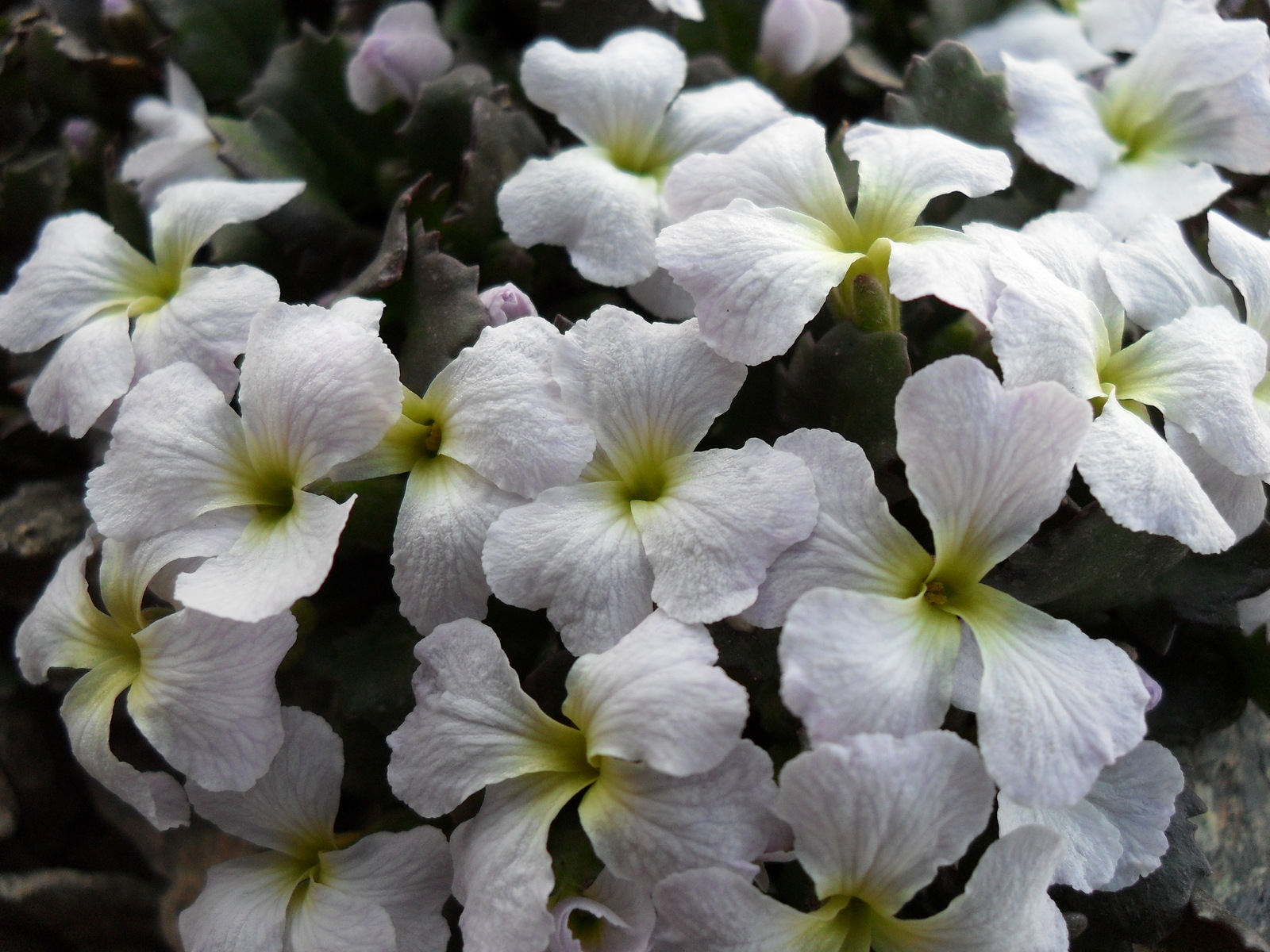 Mountain flowers - My, The mountains, Flowers, Nature, Longpost