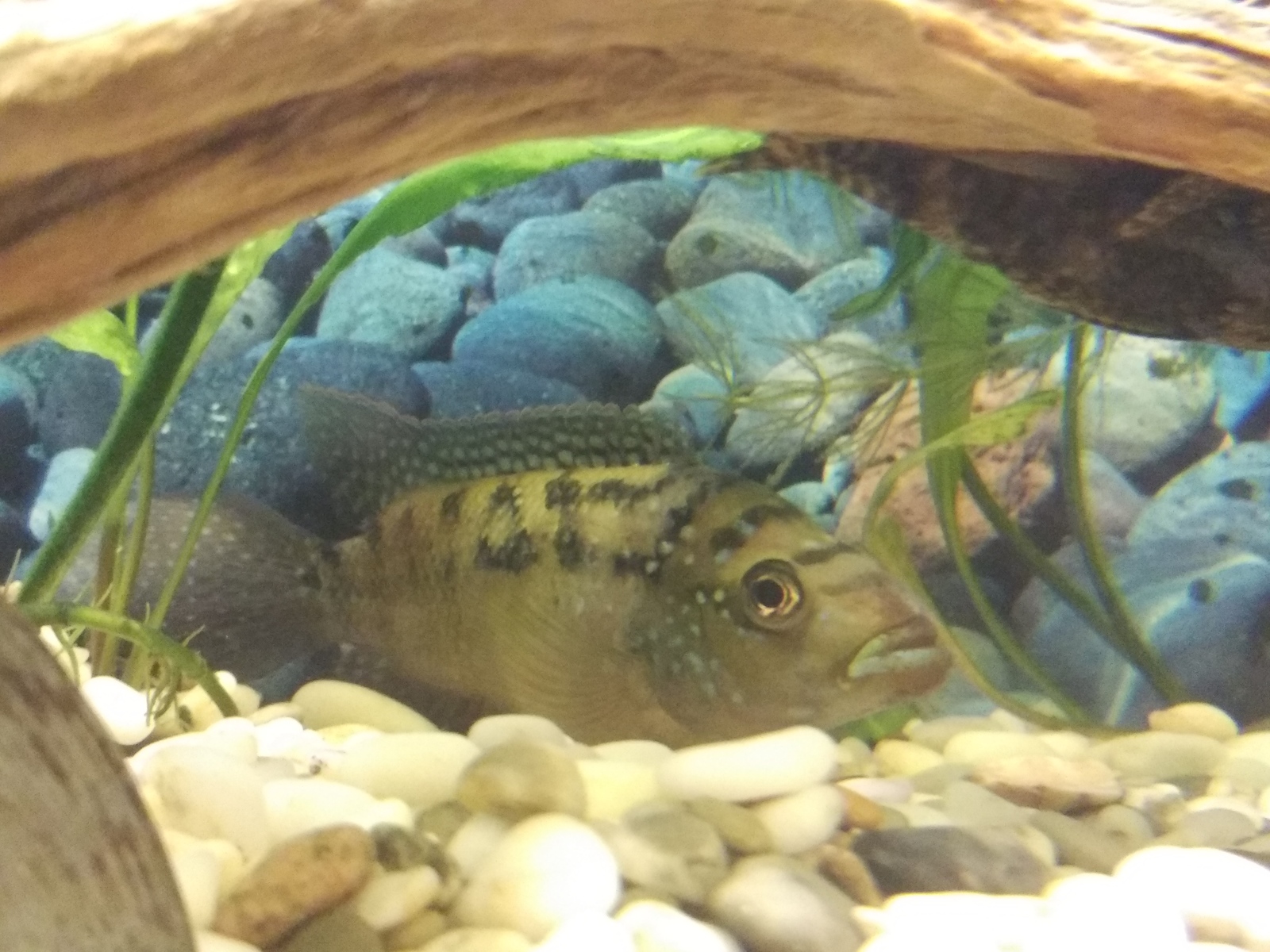 Question for cichlids - My, Cichlazomas, Spawning, Fight, Aquarium, Bees, Longpost