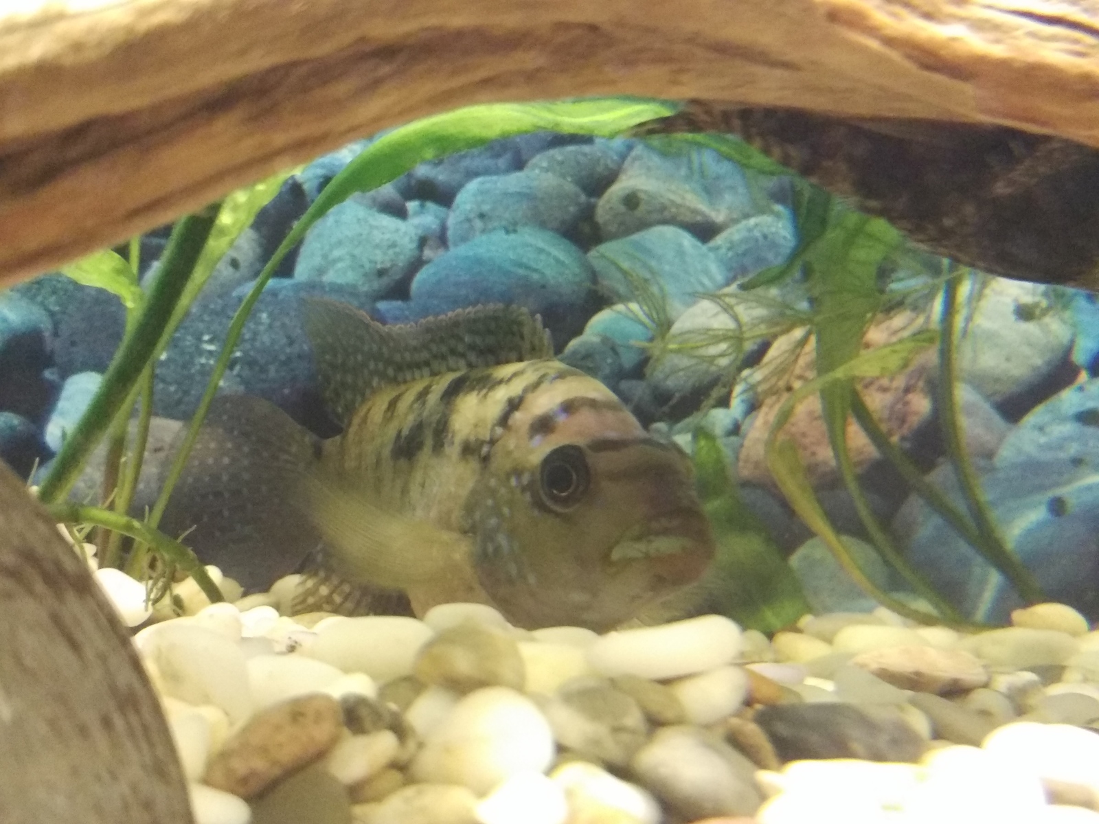 Question for cichlids - My, Cichlazomas, Spawning, Fight, Aquarium, Bees, Longpost