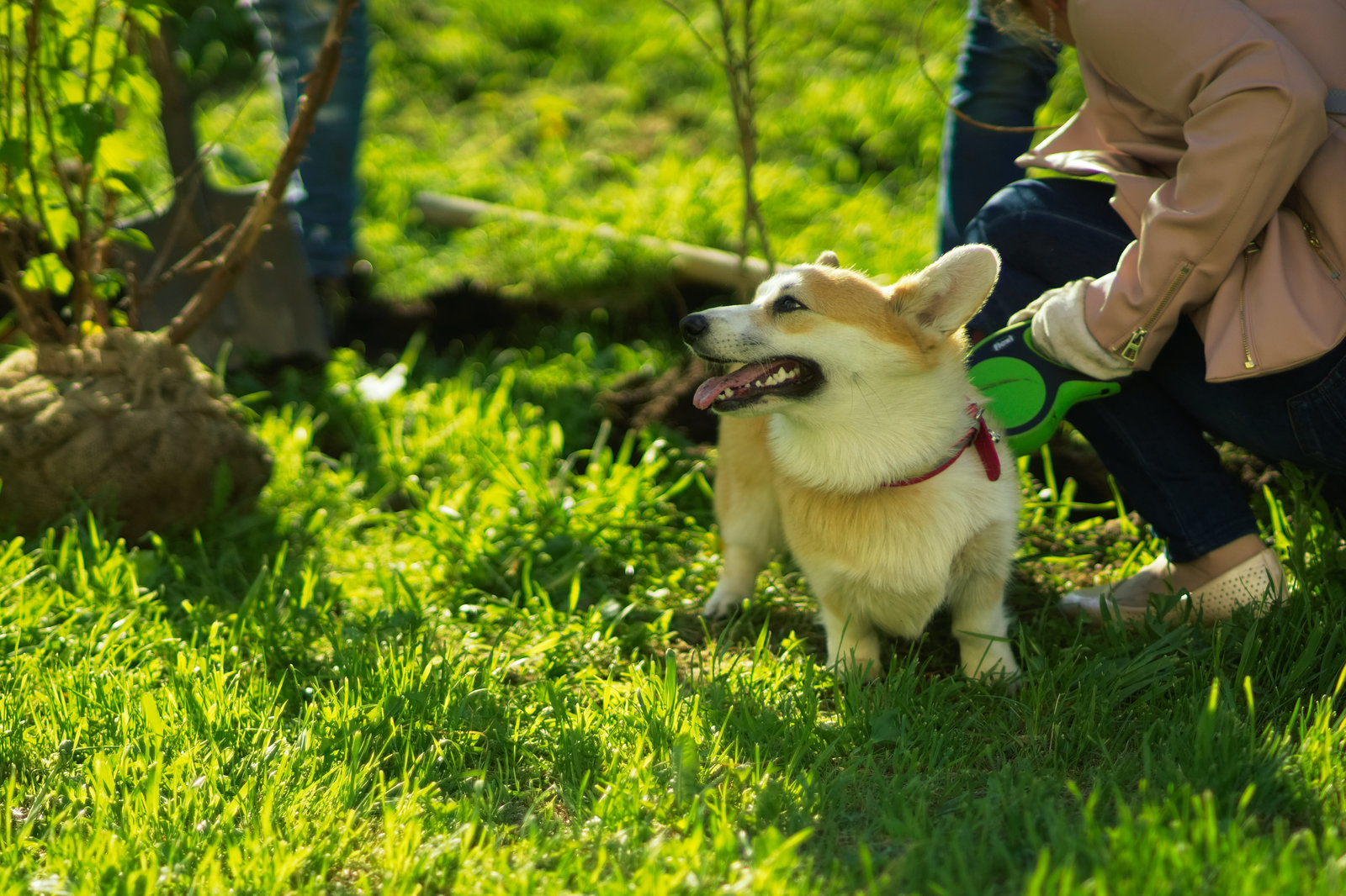 Touching photos from the collective planting of trees - My, Arkhangelsk, Tree, The photo, People, Society, Plants, Good, Happiness, Longpost, Kindness