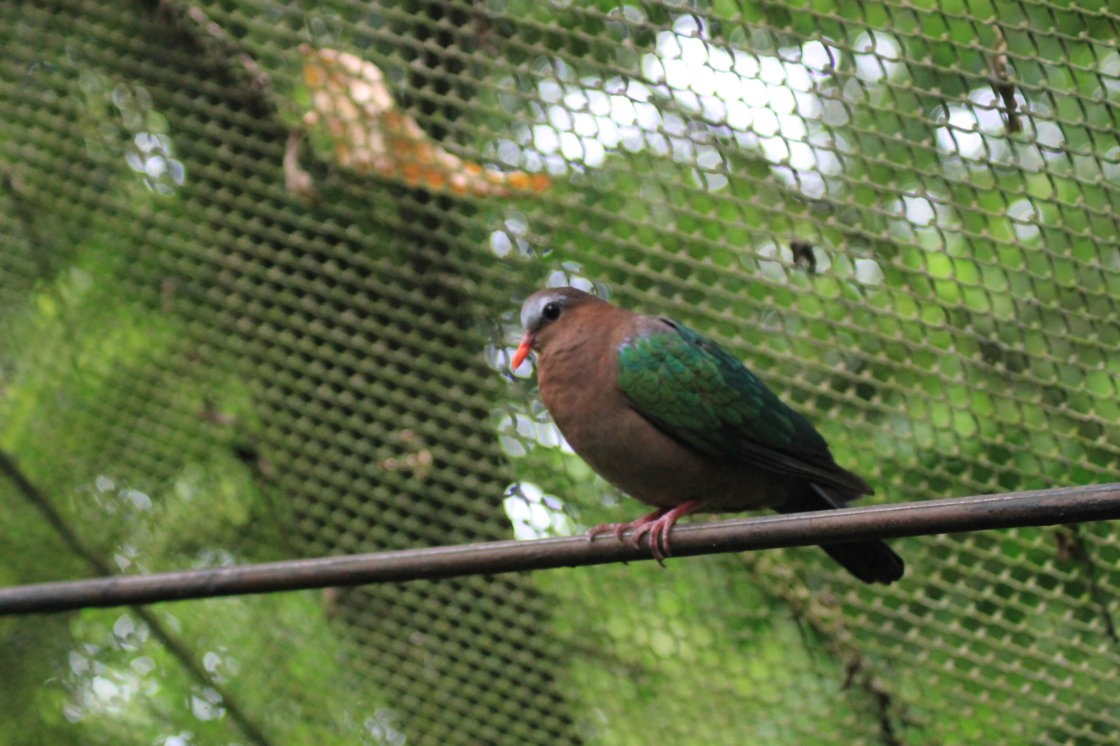 About zoos or continuation of a walk along Khao Kheow (Thailand) - My, Zoo, Thailand, Leisure, Tiger, Longpost