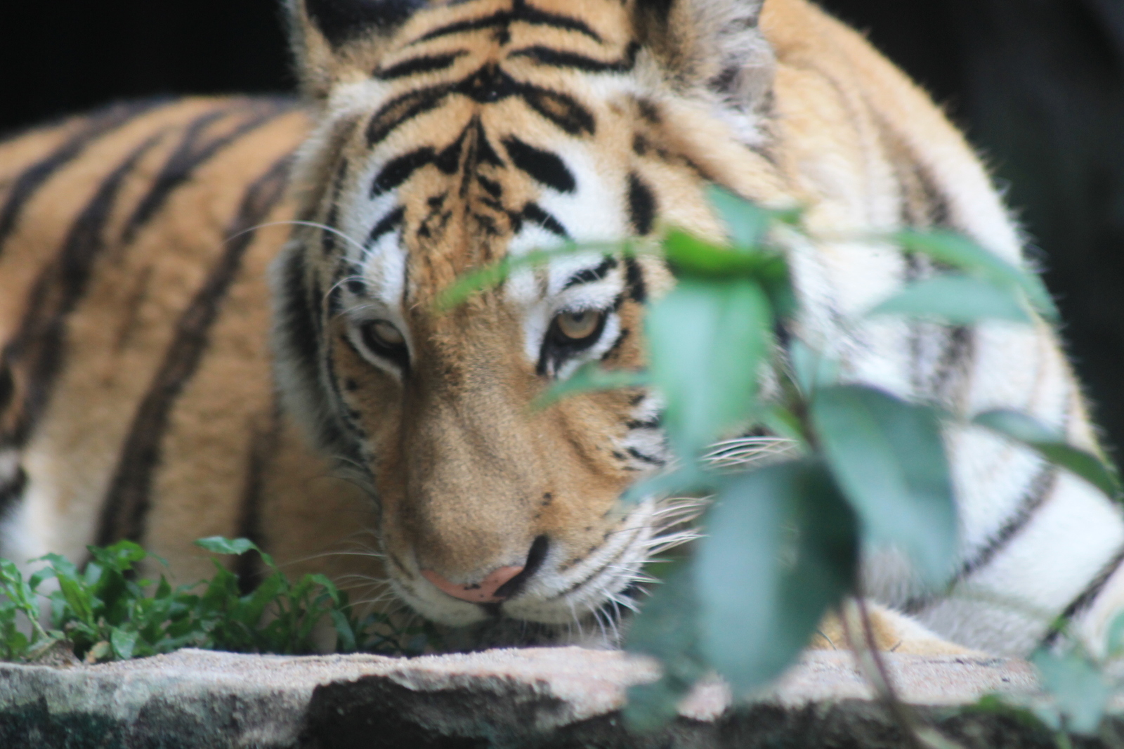 About zoos or continuation of a walk along Khao Kheow (Thailand) - My, Zoo, Thailand, Leisure, Tiger, Longpost