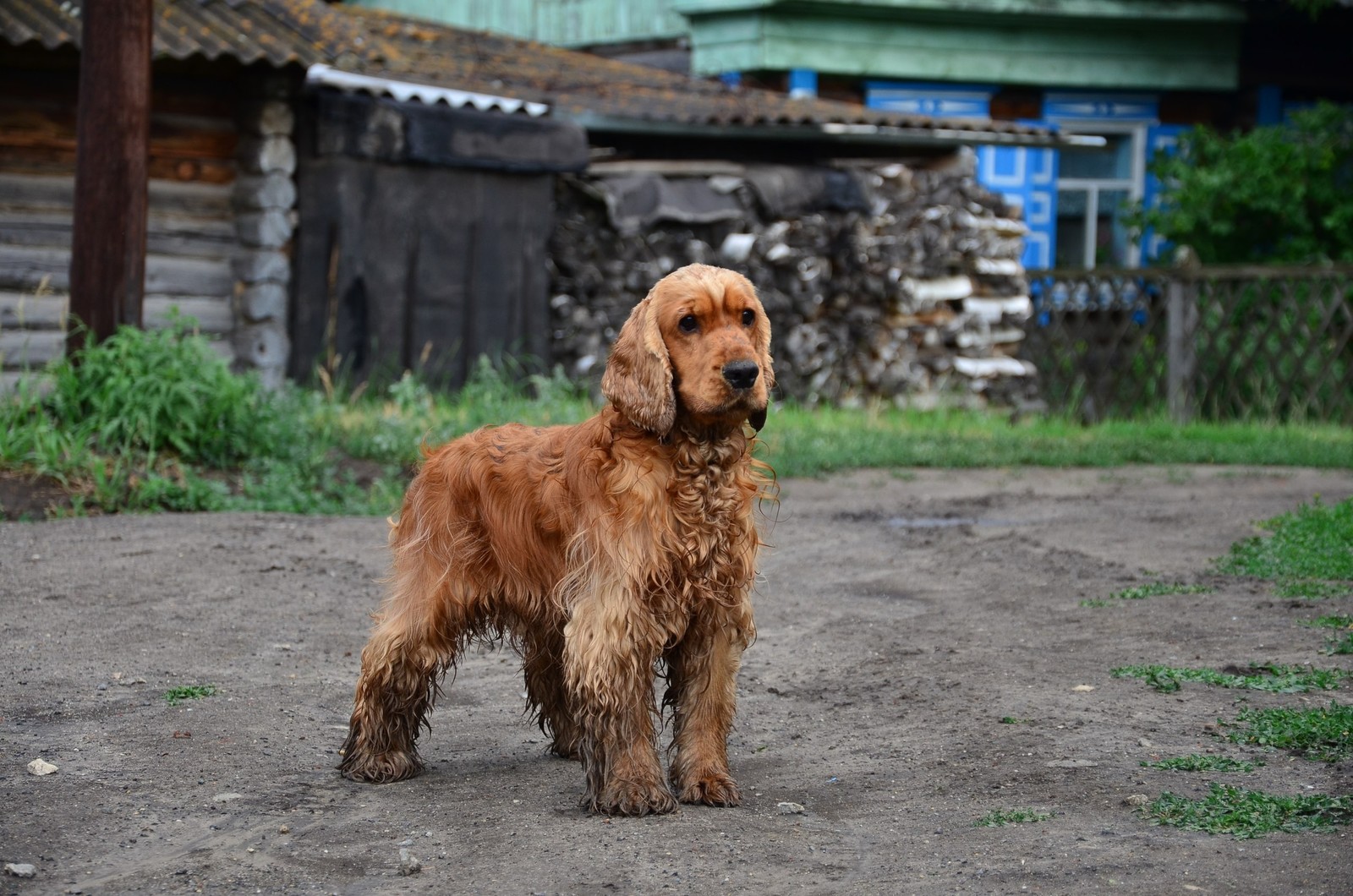 Lord - My, Dog, The photo, Nikon