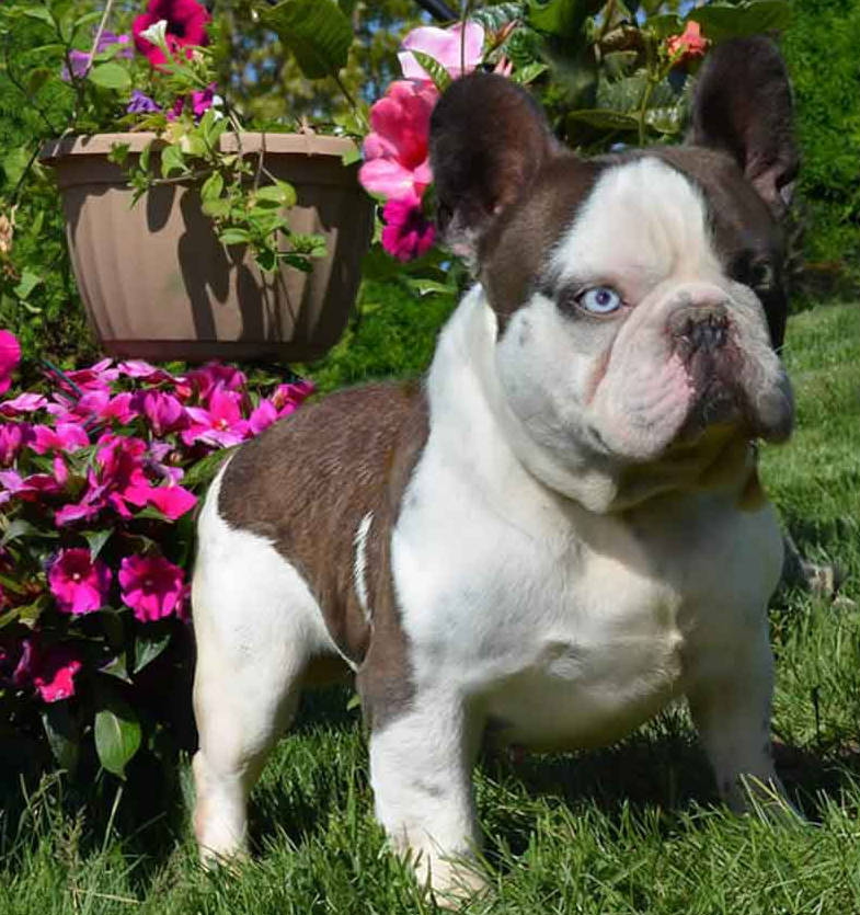 About breeds of dogs. - Dog, Dog breeds, French Bulldog, Video, Longpost