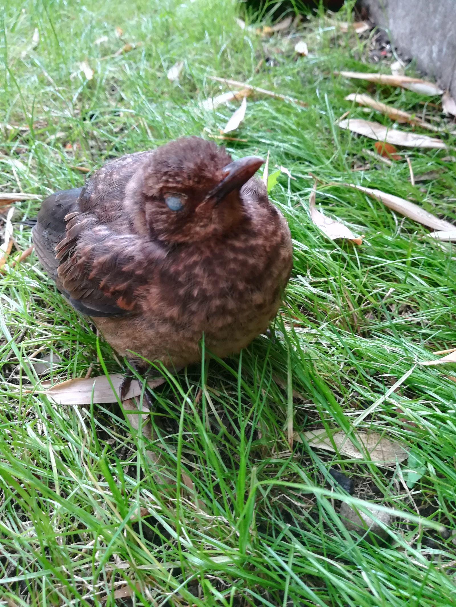 Thrush fledgling - My, Thrush, The photo, Longpost