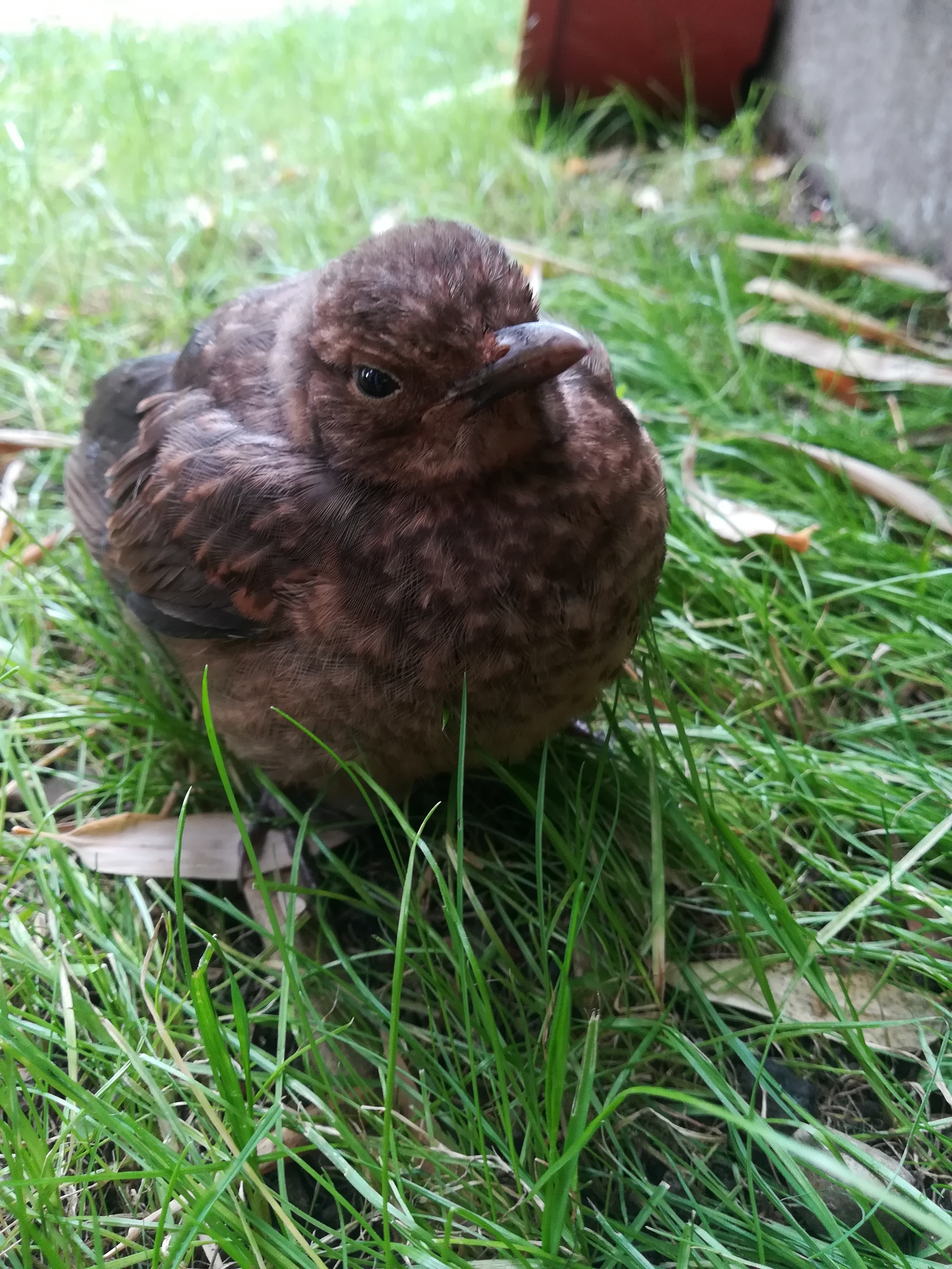 Thrush fledgling - My, Thrush, The photo, Longpost