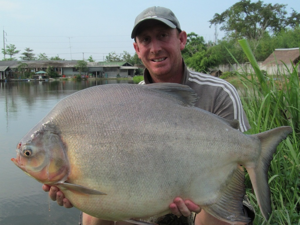 Pacu fish and fear of castration - My, Pacu fish, , A fish, Zoology, Humor, Longpost, Animal book, Nature