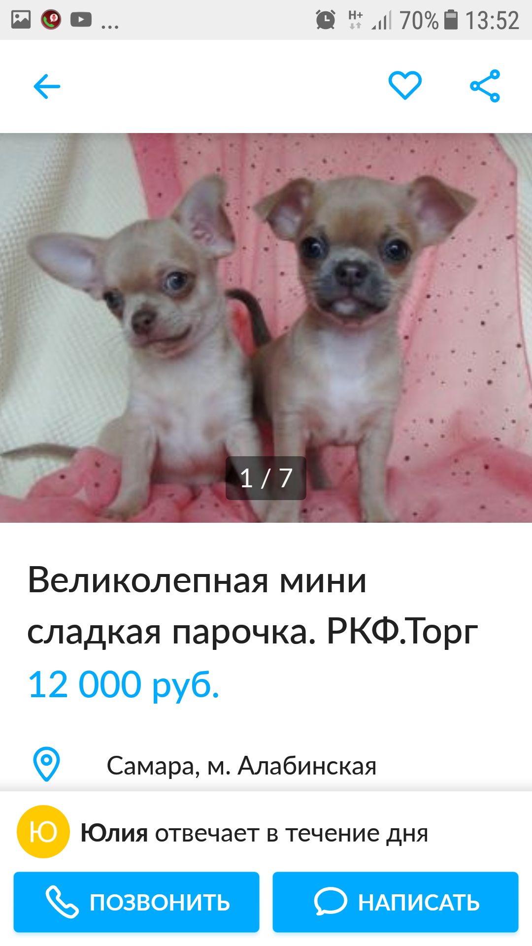 Just read))) - My, Dog, Chihuahua, Longpost