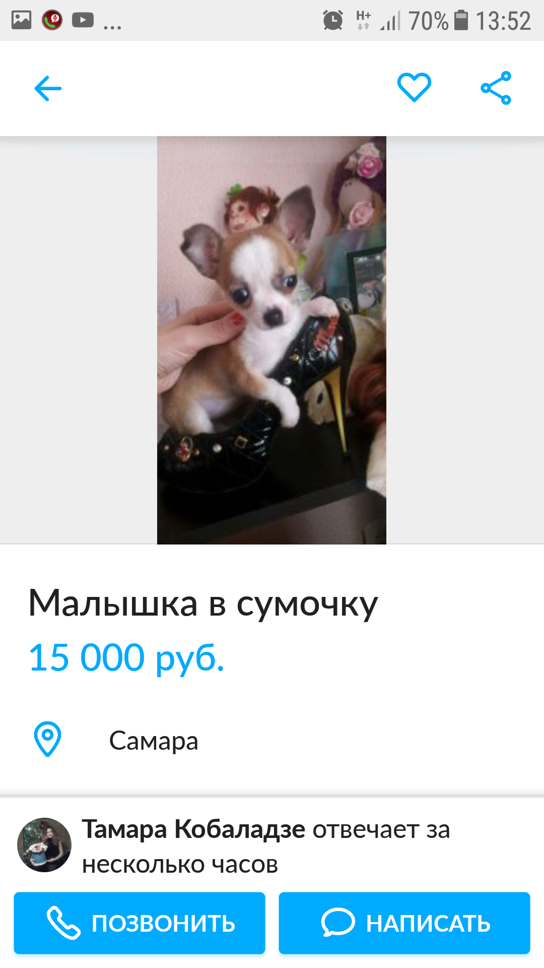 Just read))) - My, Dog, Chihuahua, Longpost