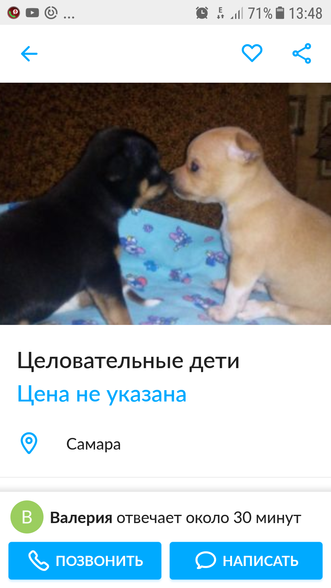 Just read))) - My, Dog, Chihuahua, Longpost