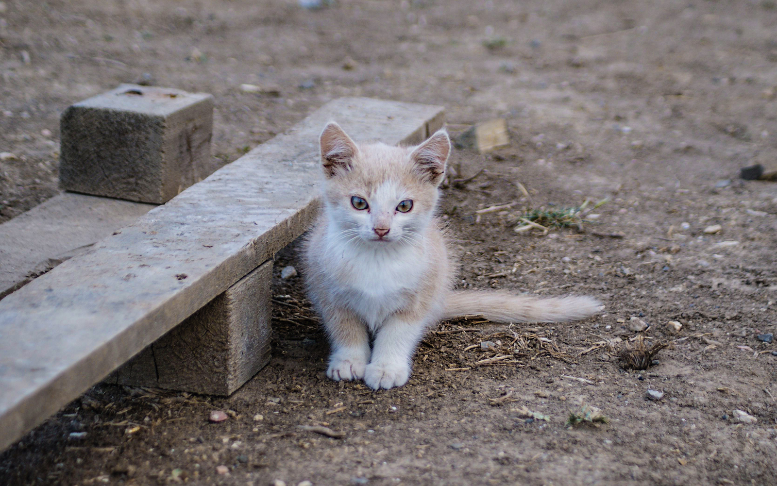 Братик Люцифера - Моё, Кот, Моё