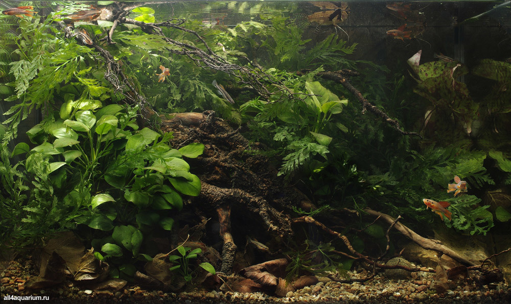 Selection of biotopes - Biotope, Aquarium, Aquarium, Longpost