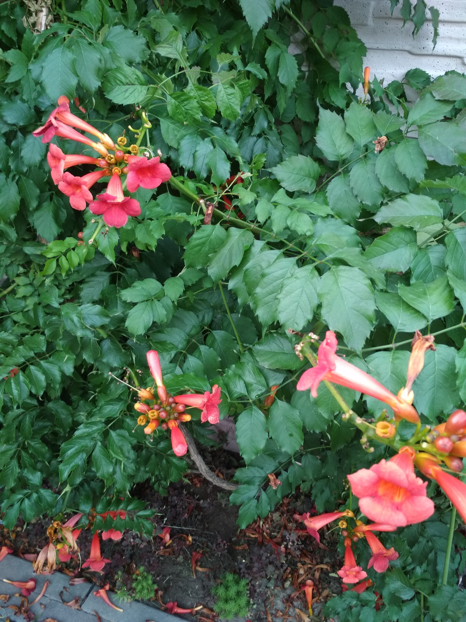 Help to find out - My, Bushes, Plants, Flowers, Republic of Belarus, Help, Longpost