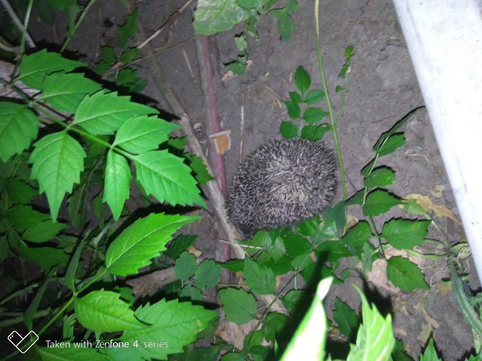 Hedgehog legs post - My, Hedgehog, Guests, Paws, Longpost