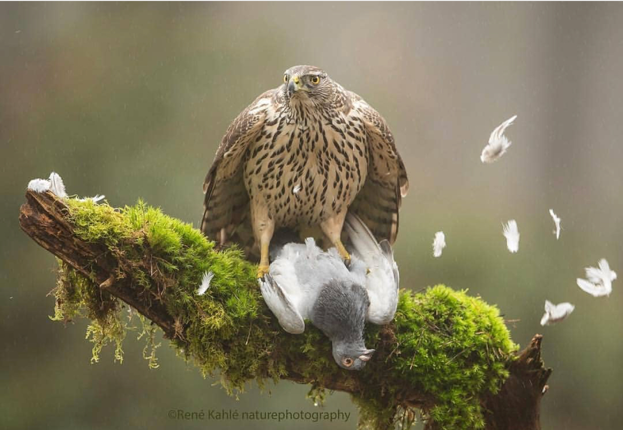 dad in the building - Predator, Victim, Pigeon, Birds