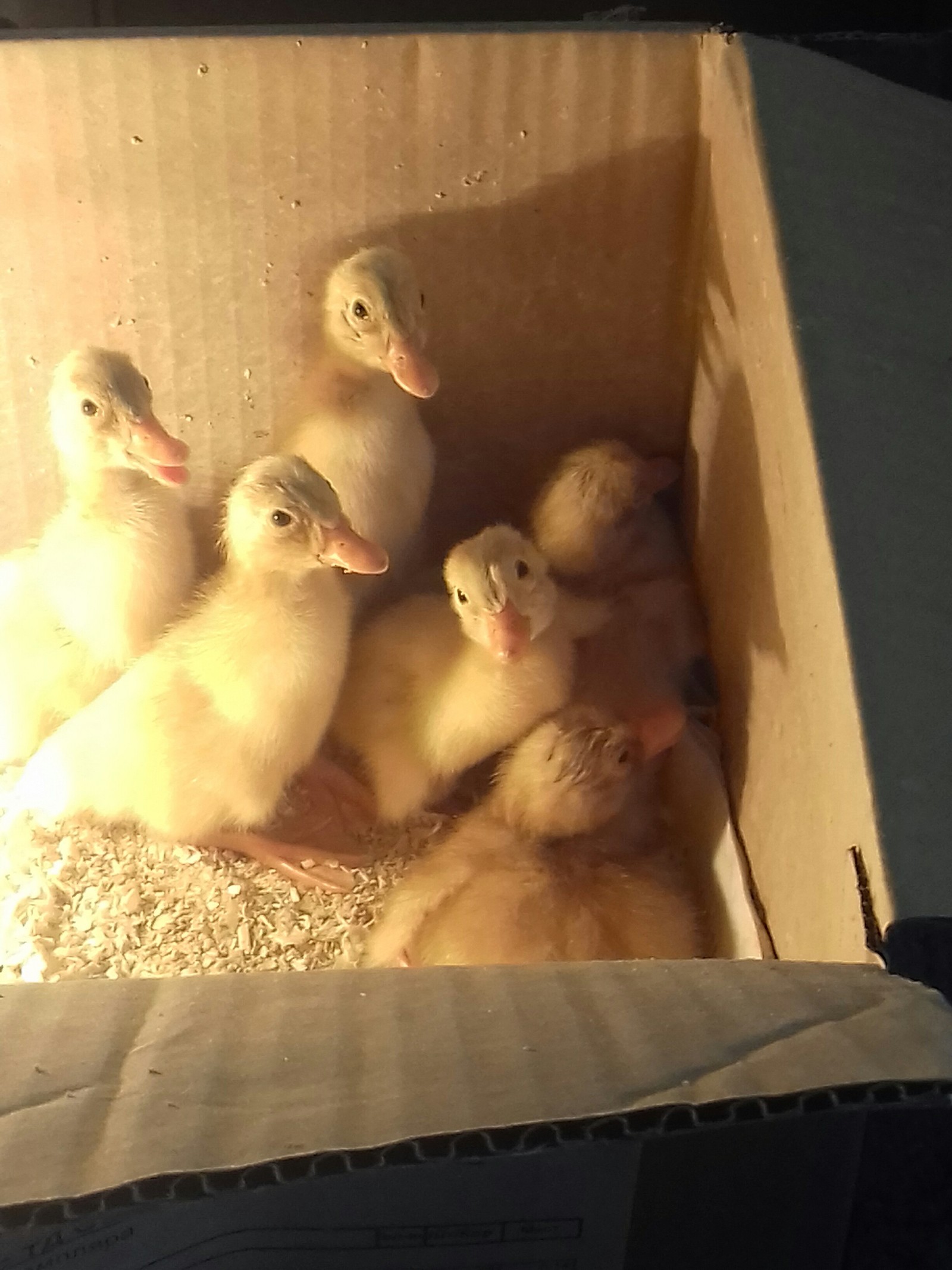 Ducklings - My, Animals, Ducklings, Longpost