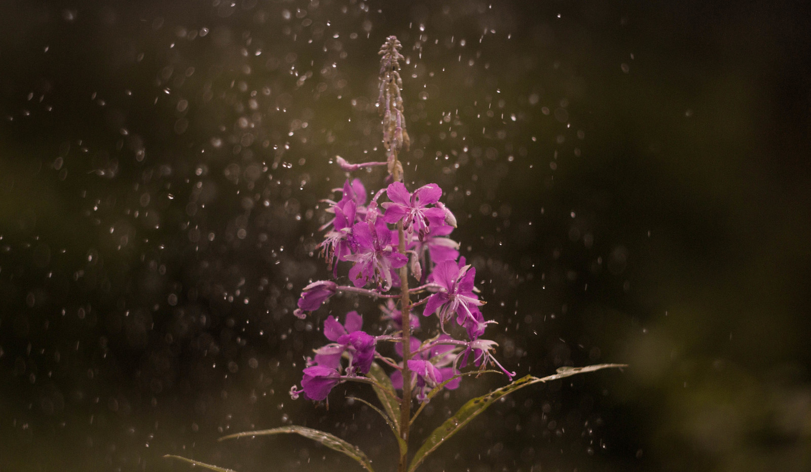 A bit of summer chill - My, Nature, Flowers, Drops, Bokeh, Helios, , Longpost, Helios44-2, Helios, Helios44-2