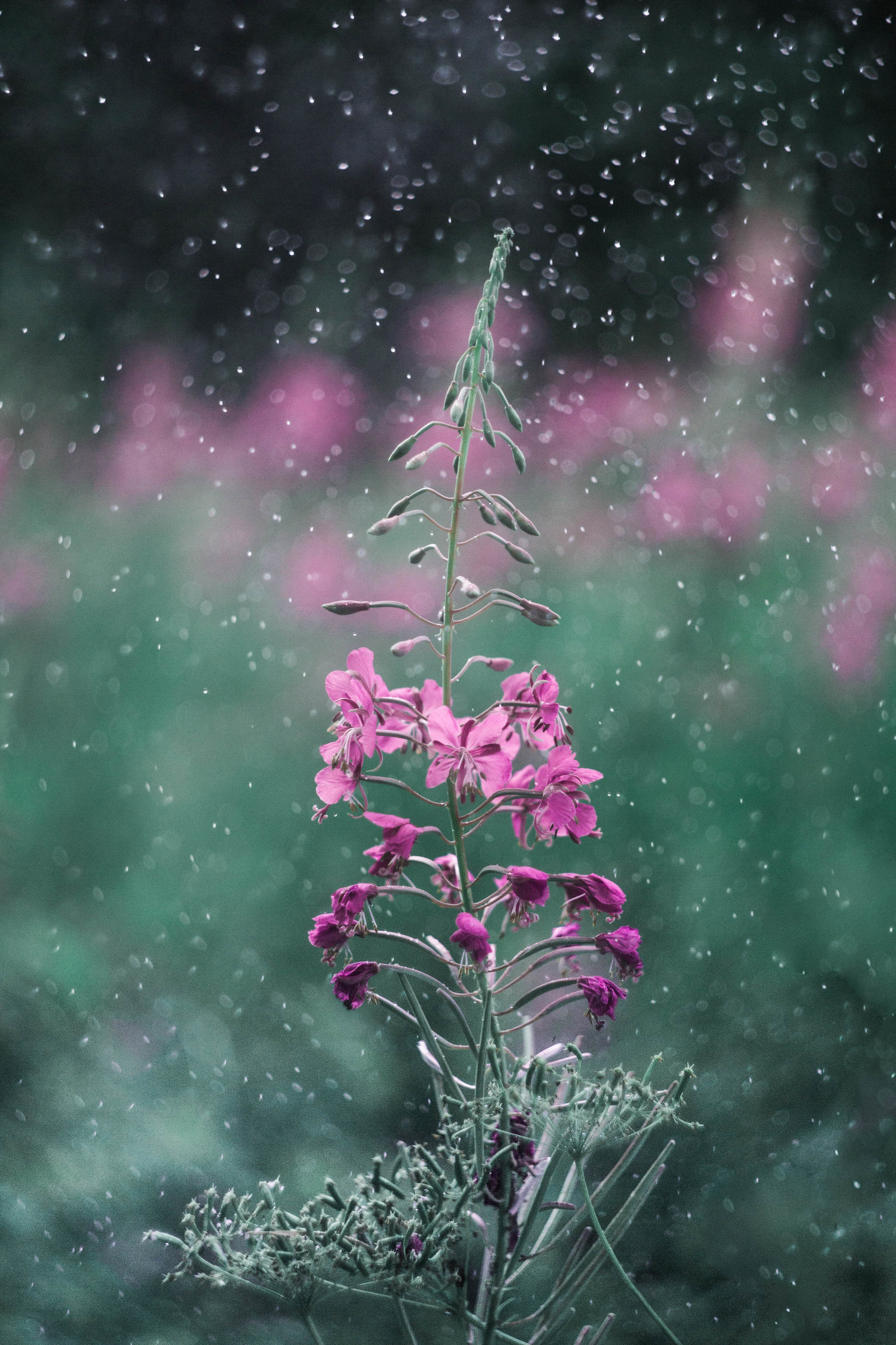 A bit of summer chill - My, Nature, Flowers, Drops, Bokeh, Helios, , Longpost, Helios44-2, Helios, Helios44-2