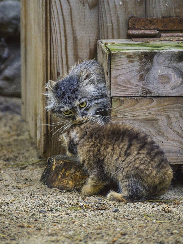 So small, but already manula - Pallas' cat, cat, Novosibirsk Zoo, Longpost