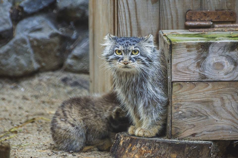 So small, but already manula - Pallas' cat, cat, Novosibirsk Zoo, Longpost