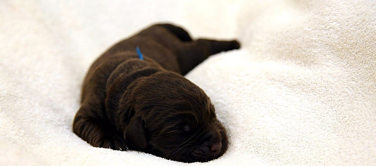 Evolution of the Labrador - My, Dog, The photo, Animals, Labrador, Pets, It Was-It Was, Puppies, Pet, Longpost