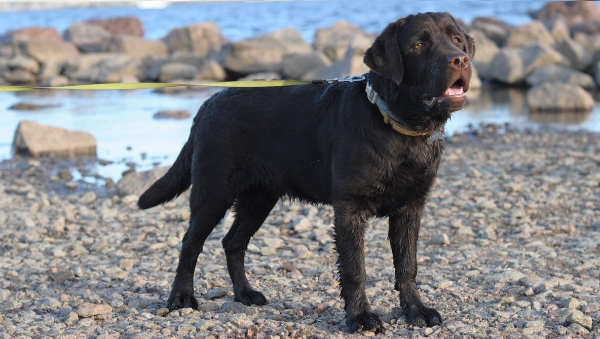 Evolution of the Labrador - My, Dog, The photo, Animals, Labrador, Pets, It Was-It Was, Puppies, Pet, Longpost