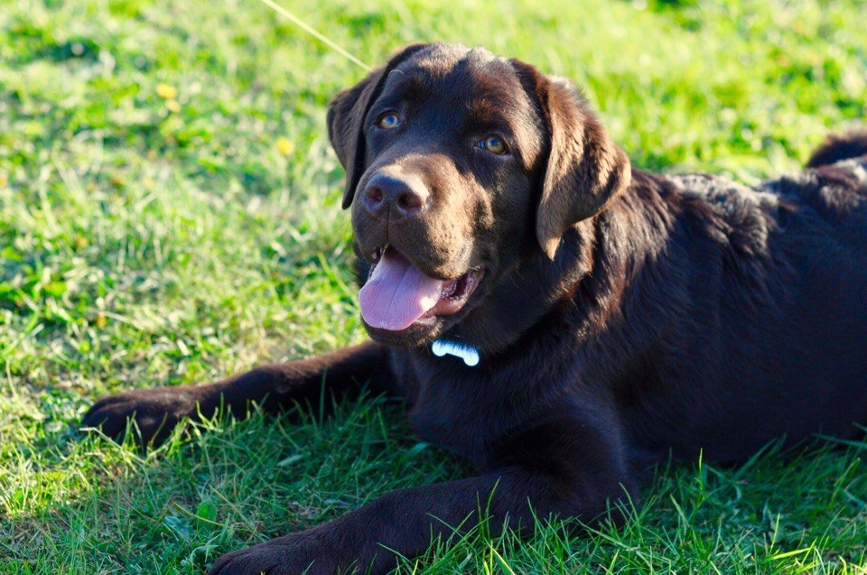 Evolution of the Labrador - My, Dog, The photo, Animals, Labrador, Pets, It Was-It Was, Puppies, Pet, Longpost