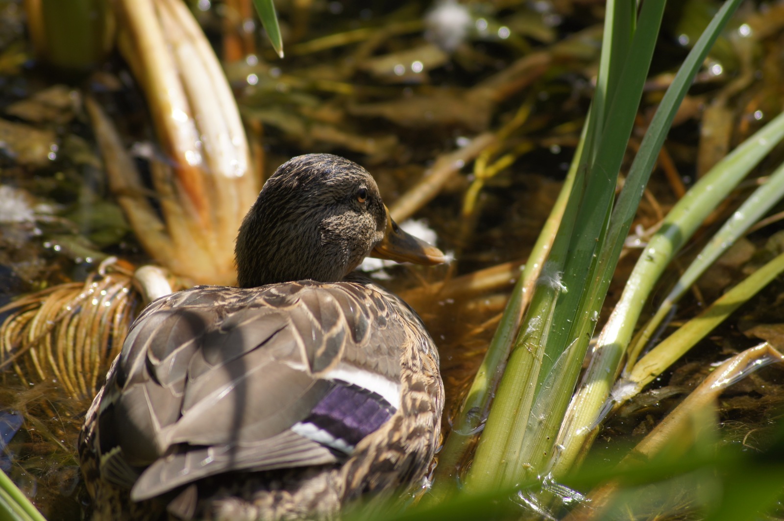 summer duck - My, Duck, Nature, Sony alpha 580, 