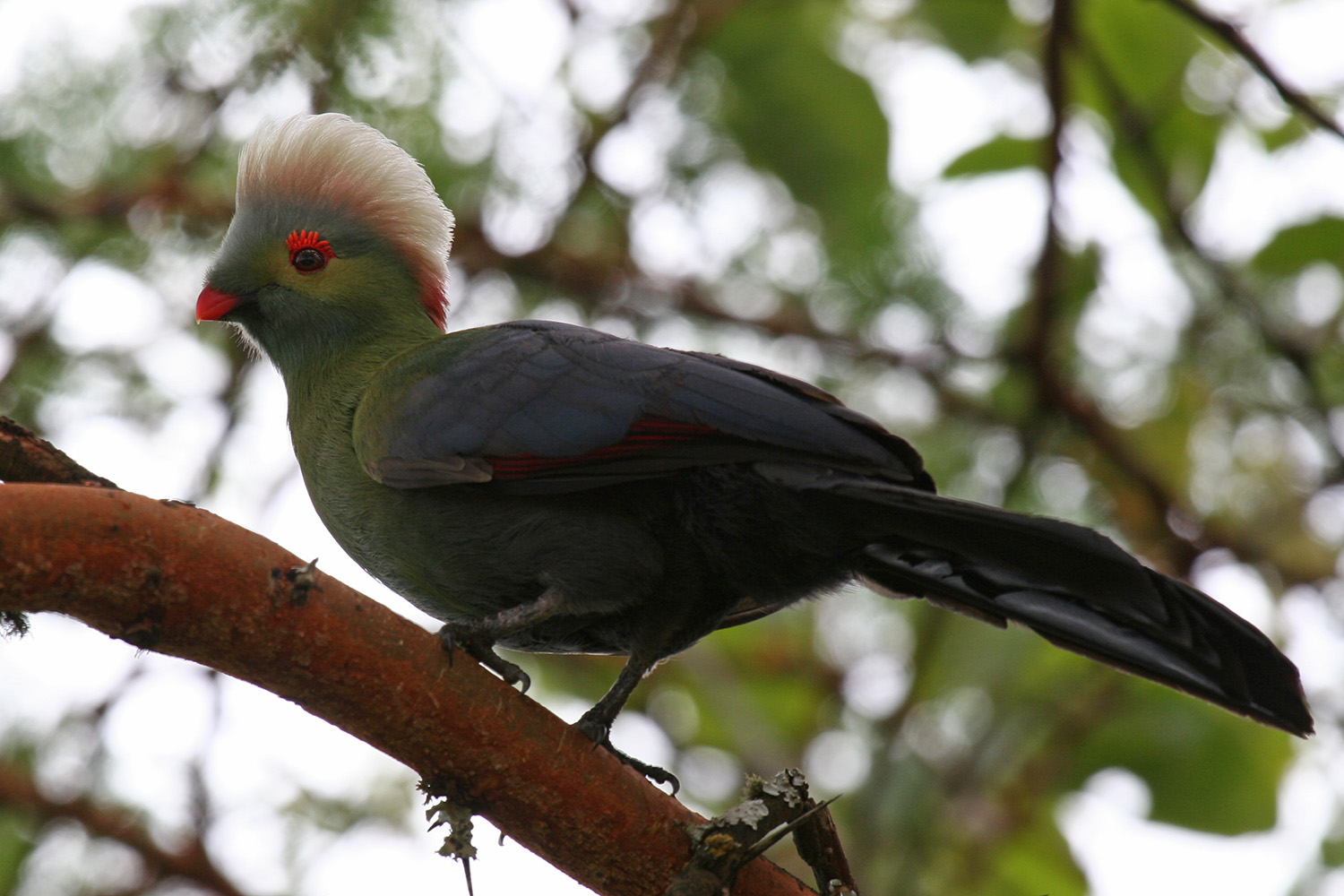 Beautiful Turaco Birds - Birds, Turaco, Animals, Banana-eater, , Longpost