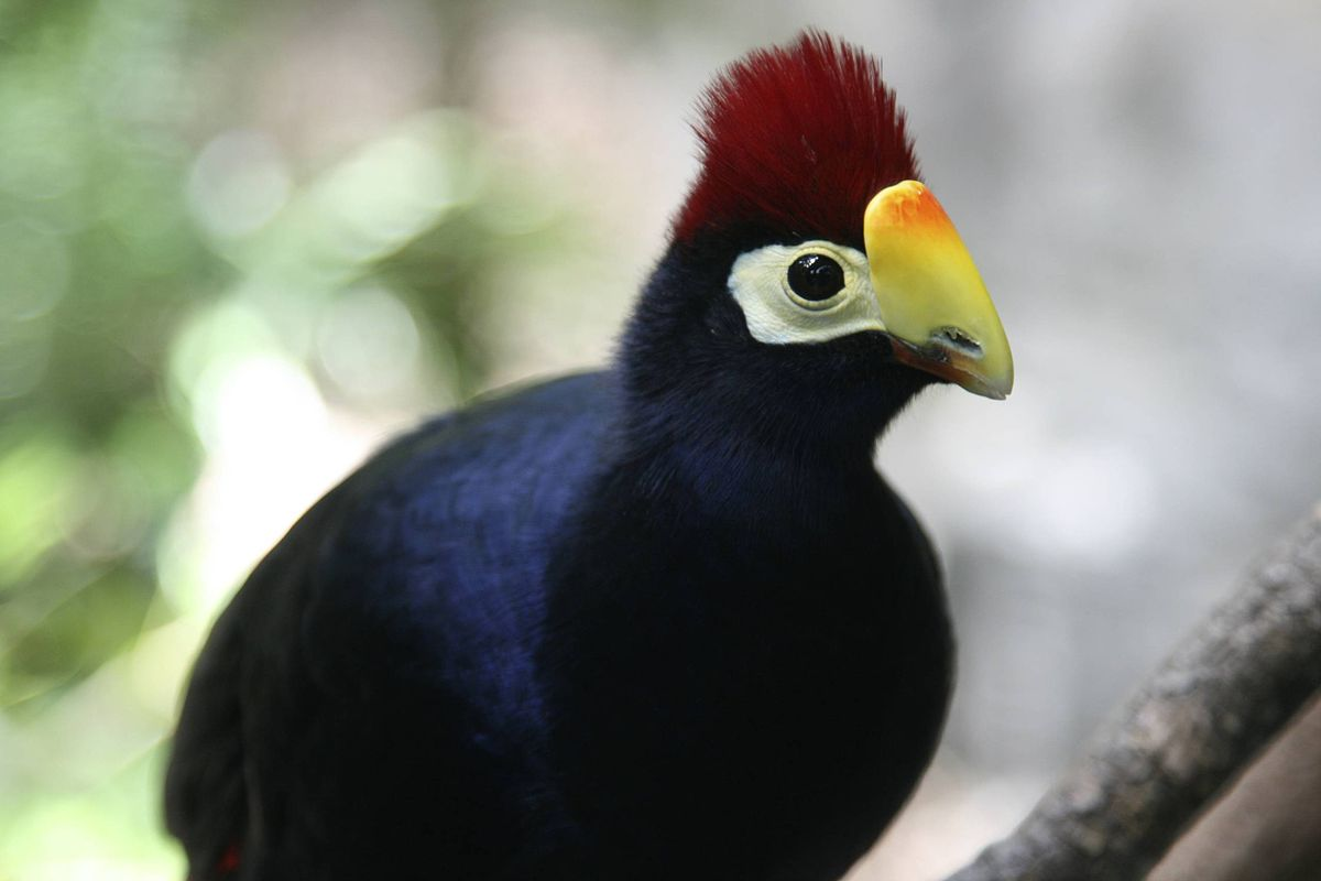 Beautiful Turaco Birds - Birds, Turaco, Animals, Banana-eater, , Longpost