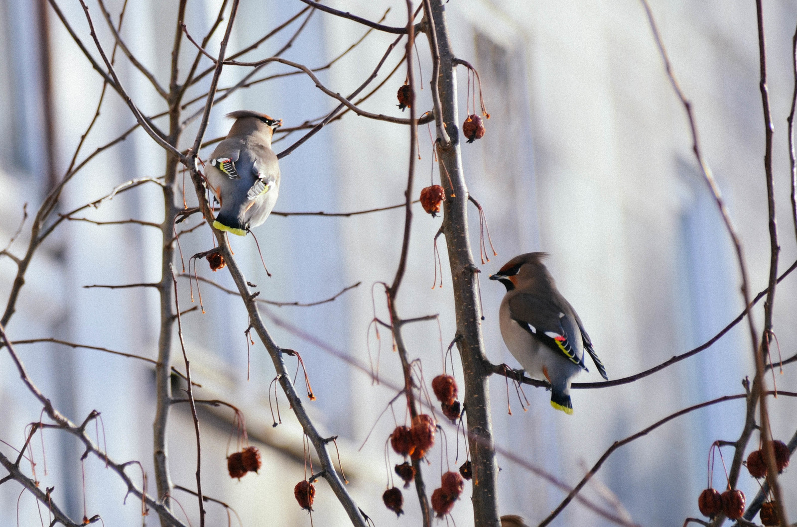 Waxwings - My, , Waxwing, Beginning photographer, Nature, The photo, Longpost, Birds