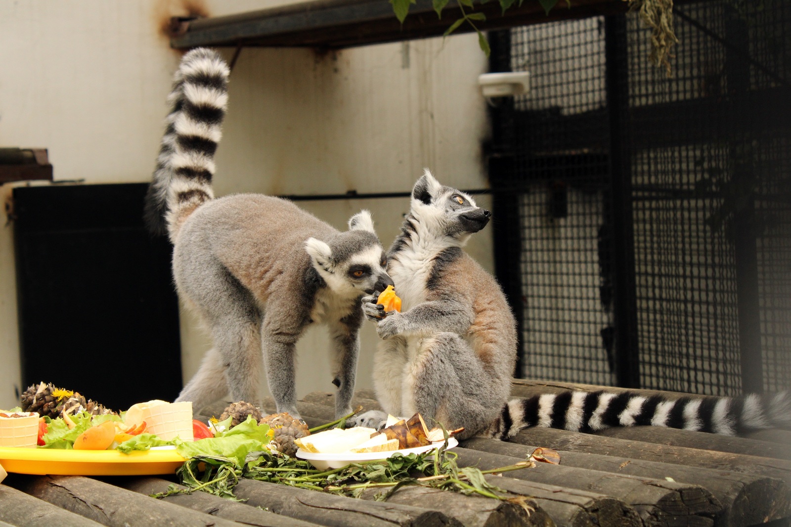 Lunch with lemurs at the Penza Zoo. - My, Penza Zoo, Feline lemur, , The photo, Longpost, Lemur