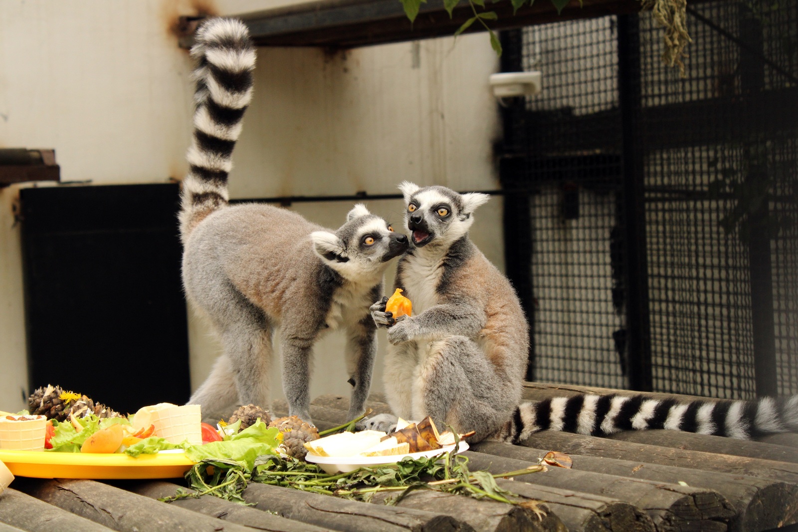 Lunch with lemurs at the Penza Zoo. - My, Penza Zoo, Feline lemur, , The photo, Longpost, Lemur