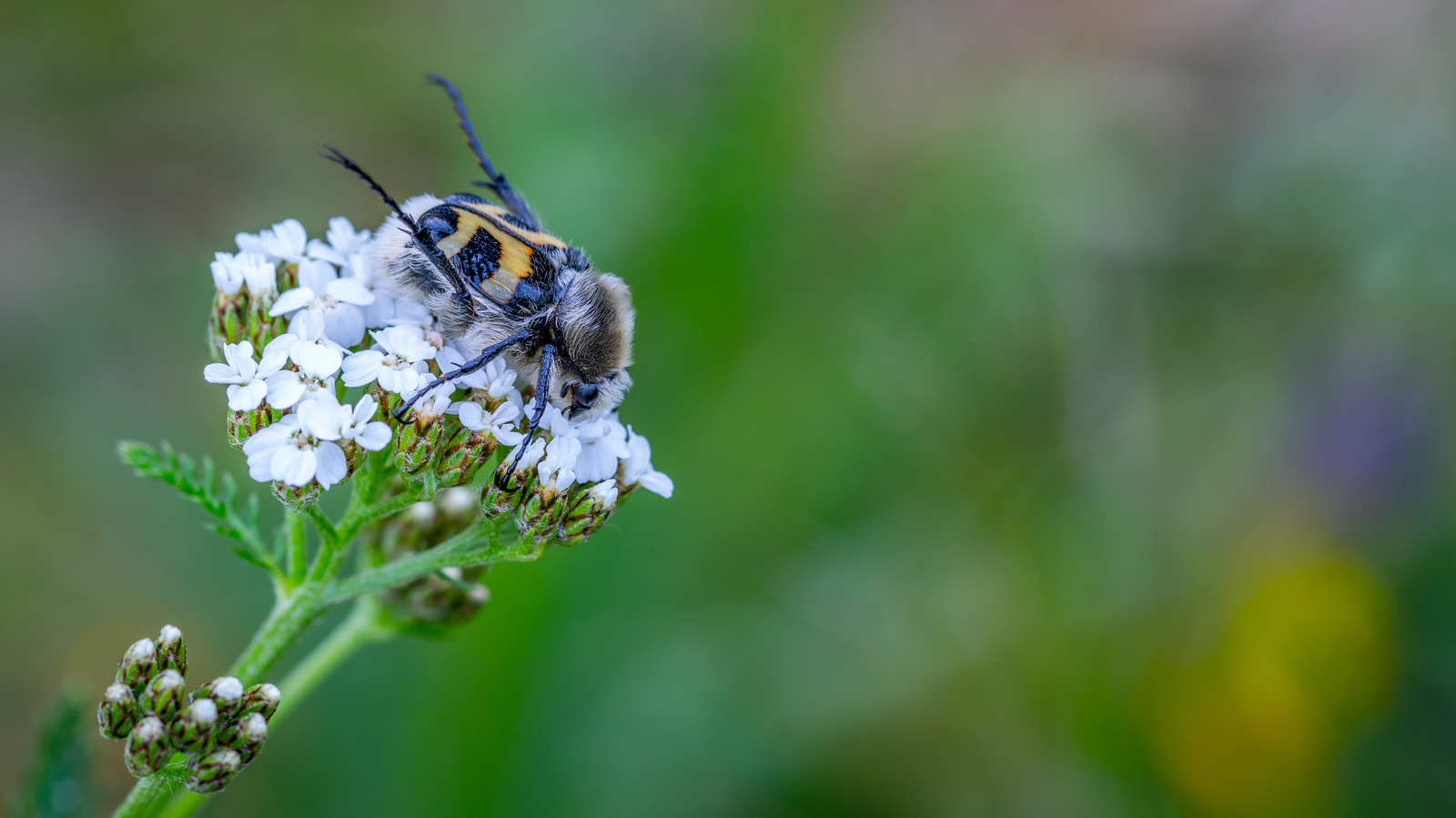 Wee! - My, Macro, Macrohunt, Insects, Flowers, Hoya, Жуки, , Canon 100mm macro, Macro photography