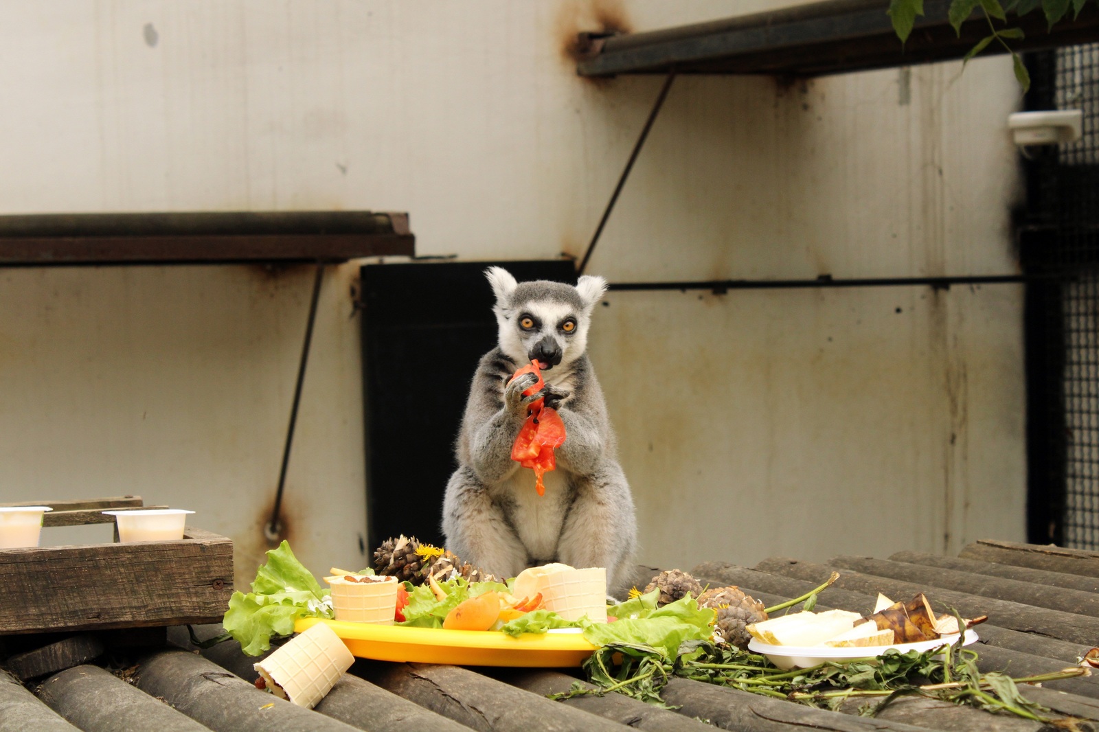 Lunch with lemurs at the Penza Zoo. - My, Penza Zoo, Feline lemur, , The photo, Longpost, Lemur