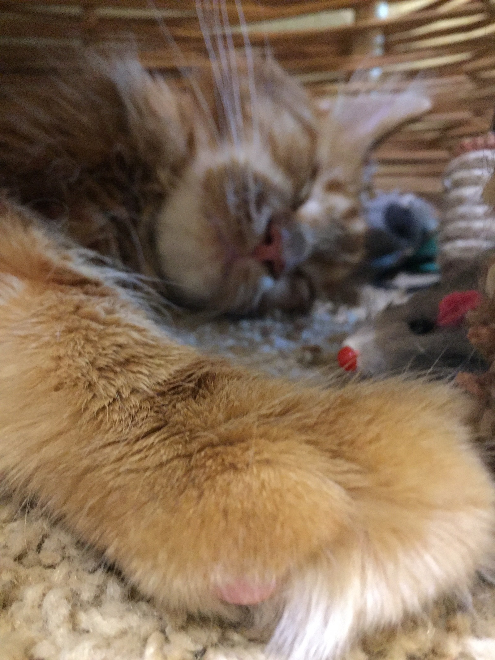 Sleepy cats - The photo, Dream, Maine Coon, cat, My