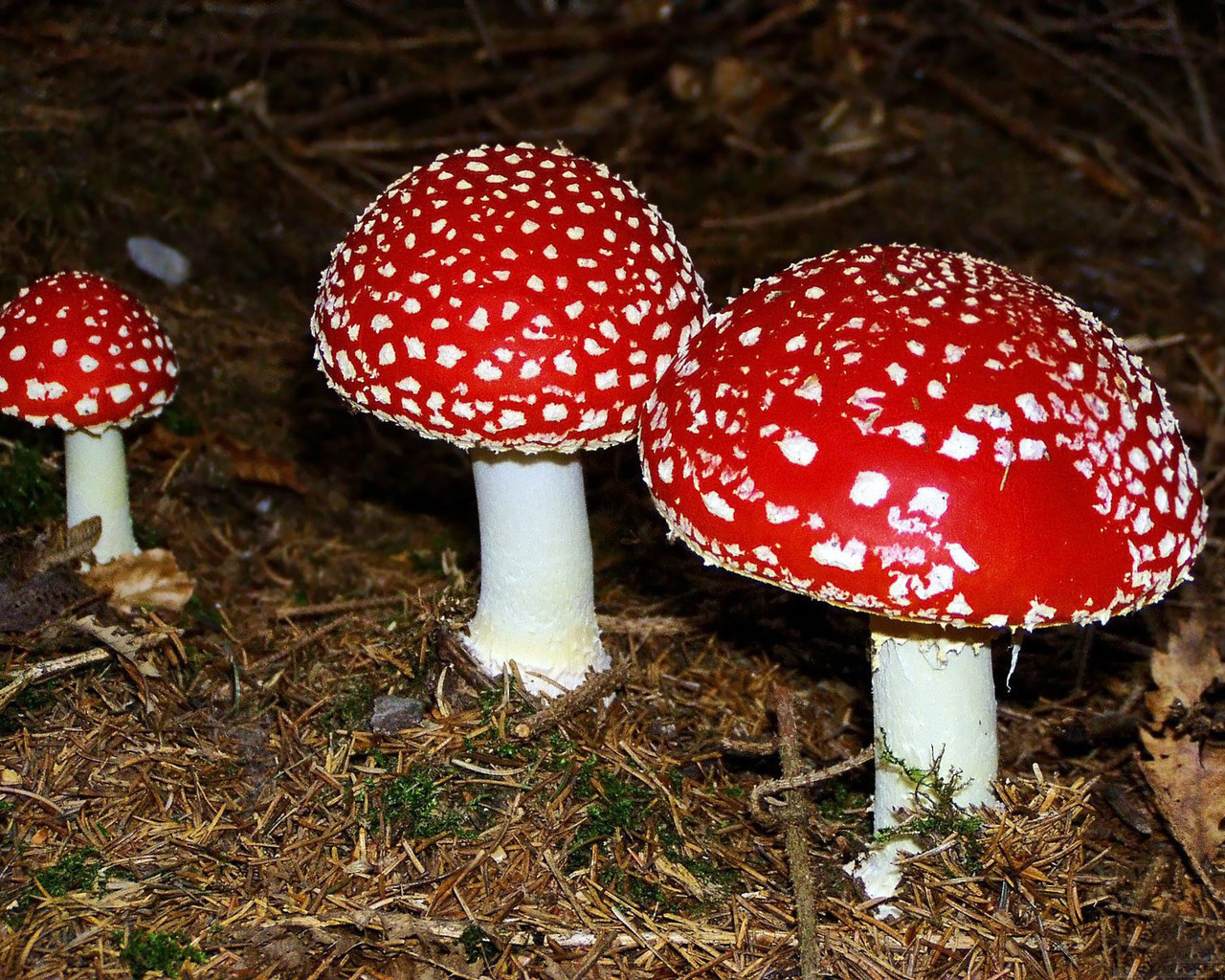 Mushrooms. Part two. Fly agaric. - My, Mushrooms, , Fly agaric